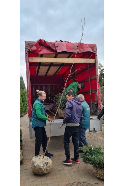 Граб звичайний (хлист) - ком45кг/вис.250-300см/Ø70-75см